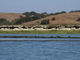 Elkhorn Slough 006